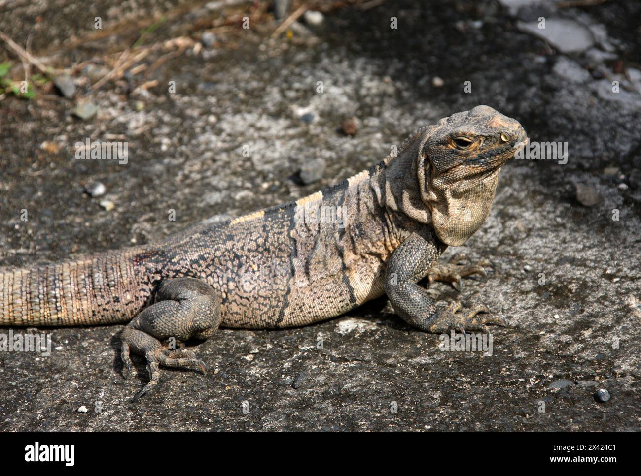 Iguana nera dalla coda Spiny o iguana nera, Ctenosaura similis, Iguanidae. Manuel Antonio, Costa Rica, America centrale. Foto Stock