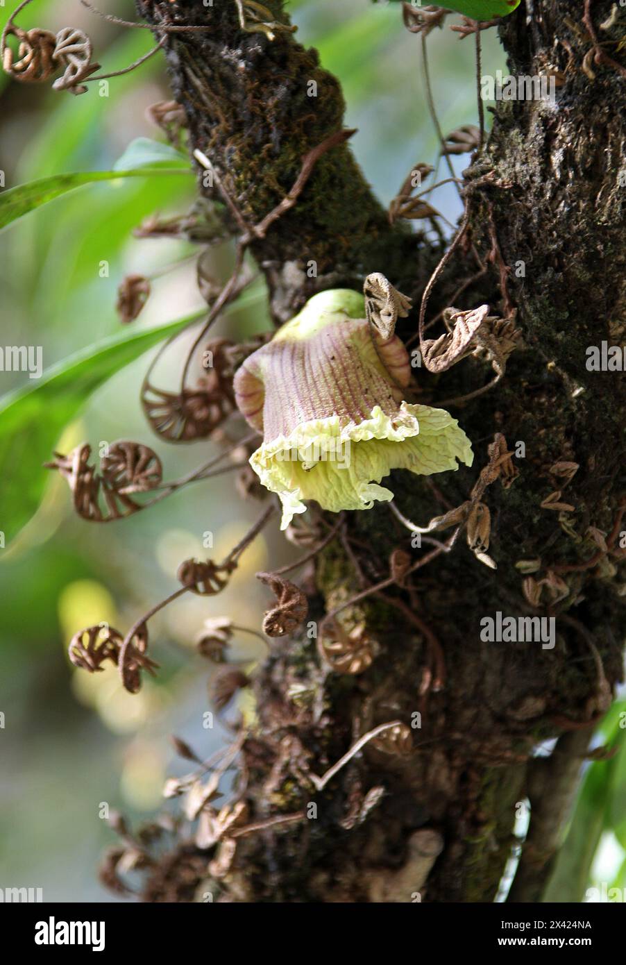 Fiore del frutto di Calabash, Crescentia cujete, Bignoniaceae. America centrale e meridionale. Alias Ayale, Calabacero, Totumo, Cujete e Miracle Fruit. Foto Stock
