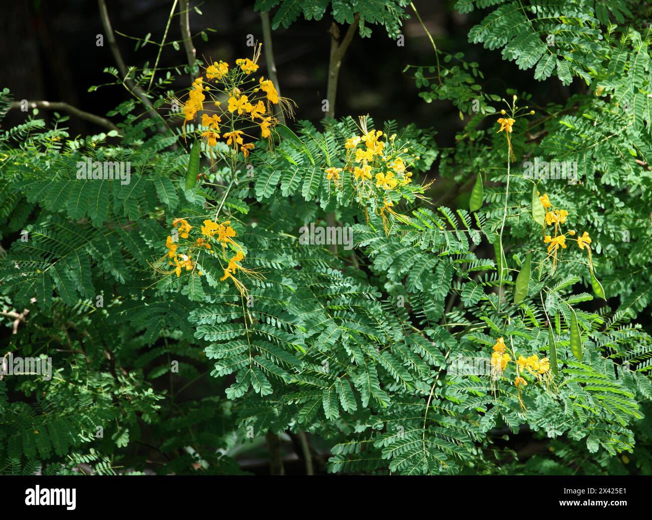 Poinciana, fiore di pavone, uccello messicano del paradiso, nano Poinciana, orgoglio delle Barbados, Flos Pavonis o Flamboyant-de-jardin, Caesalpinia pulcherrima Foto Stock