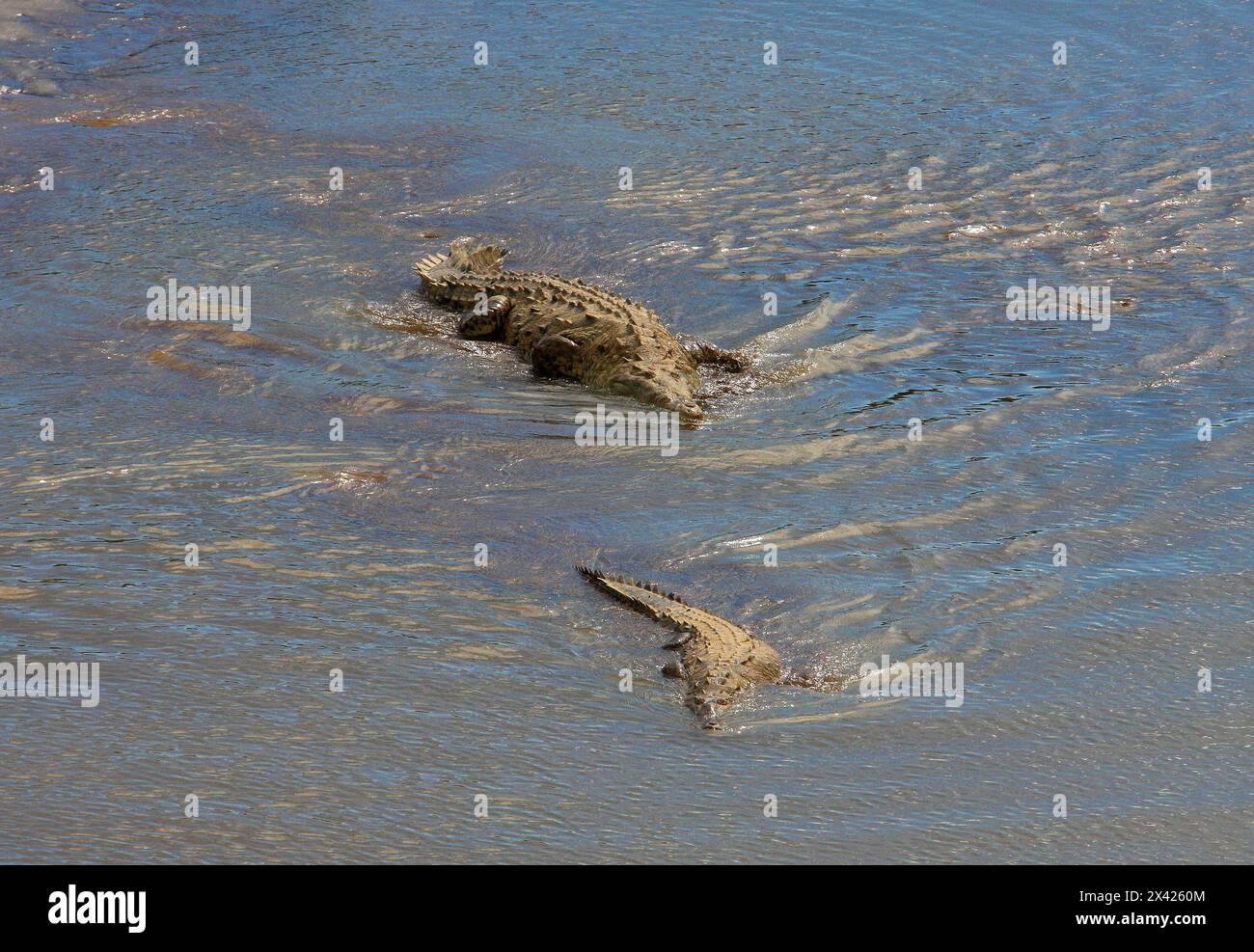 Coccodrillo americano, Crocodylus acutus, Crocodylidae, Crocodilia, Reptilia. Due coccodrilli che nuotano sotto il ponte sul fiume Tarcoles, Manuel Antonio. Foto Stock