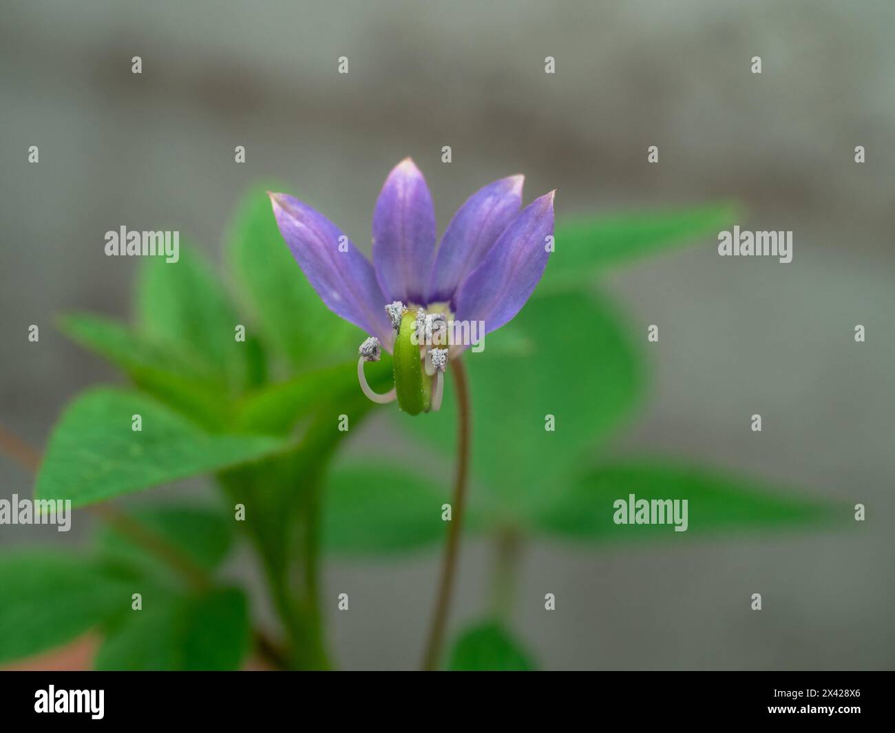 Vista frontale del fiore di mamang Lanang o Cleome Rutidosperma Foto Stock