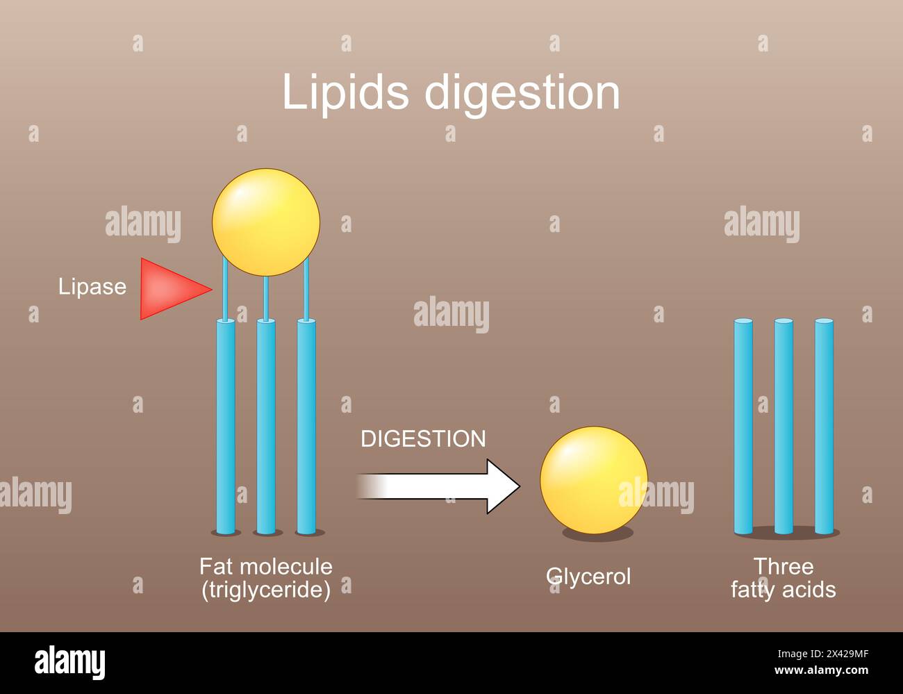Digestione dei lipidi. Lipolisi. Enzimi lipasi che catalizza l'idrolisi dei grassi. Metabolismo dei lipidi da trigliceridi a tre acidi grassi e glicemia Illustrazione Vettoriale