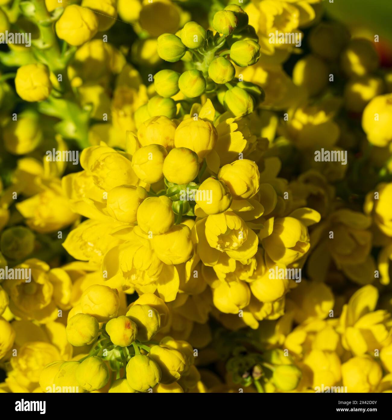 Allegri fiori gialli della strisciante Grape Holly (Berberis repens) in primavera a Boise, Idaho, Stati Uniti Foto Stock