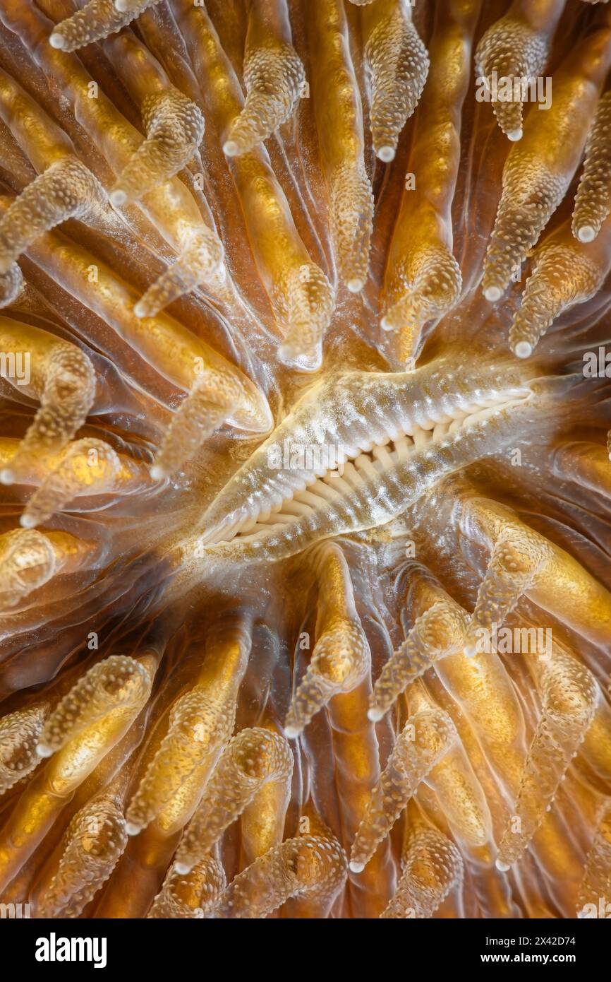 Corallo fungo, Fungia klunzingeri, stretto di Lembeh, Sulawesi settentrionale, Indonesia Foto Stock