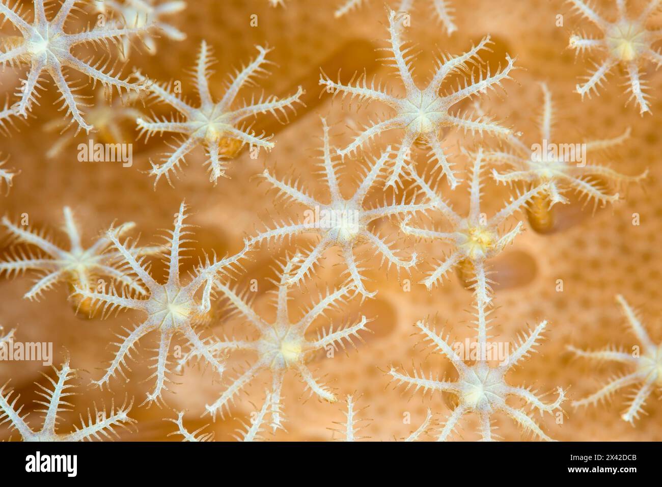 Polipi corallini in pelle di fungo, glaucum Sarcophyton, stretto di Lembeh, Sulawesi settentrionale, Indonesia Foto Stock
