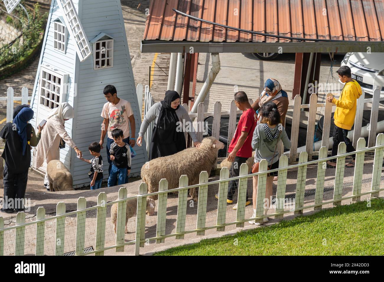 Pahang, Malesia - ottobre 9,2023: Vista panoramica dei turisti che scattano foto e danno da mangiare alle pecore al 'Sheep Sanctuary Cameron Highlands'. Foto Stock