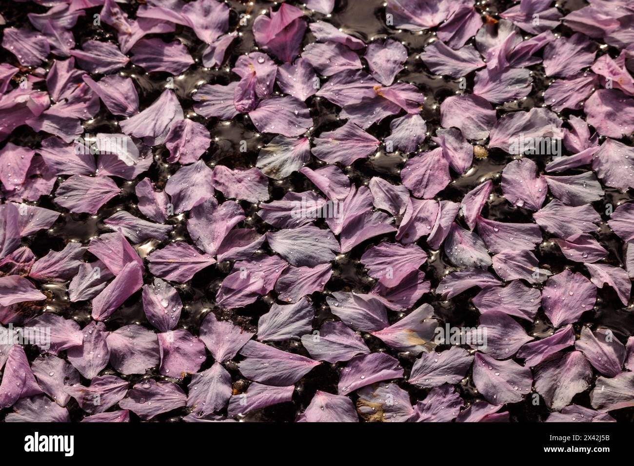 I petali di ciliegio rosa fluttuano in una pozzanghera dopo una doccia a pioggia a Vancouver, Canada. Foto Stock