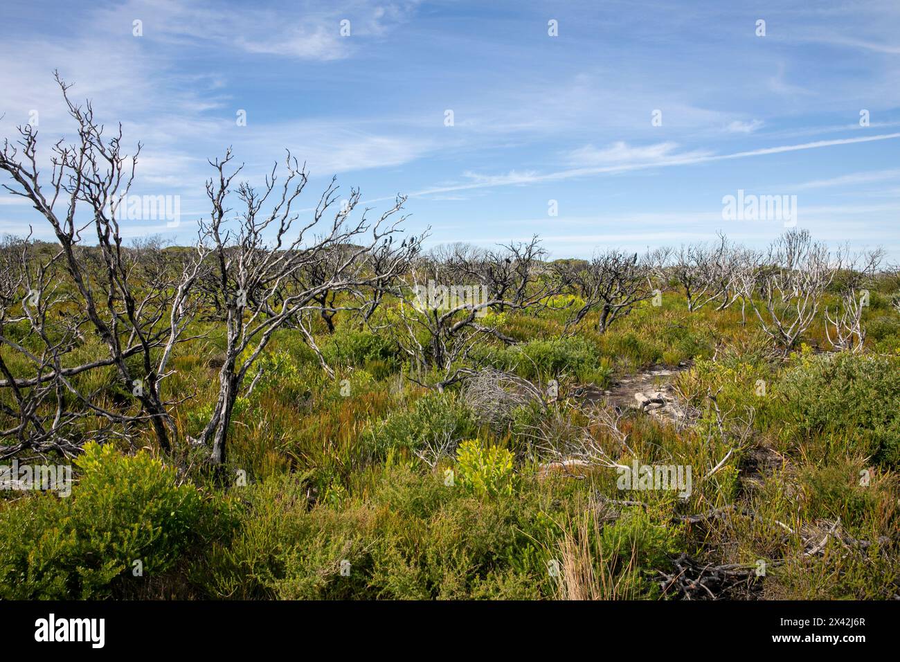 North Head Manly, vista del paesaggio naturale di North Head con piante autoctone e cielo blu, Sydney, NSW, Australia Foto Stock