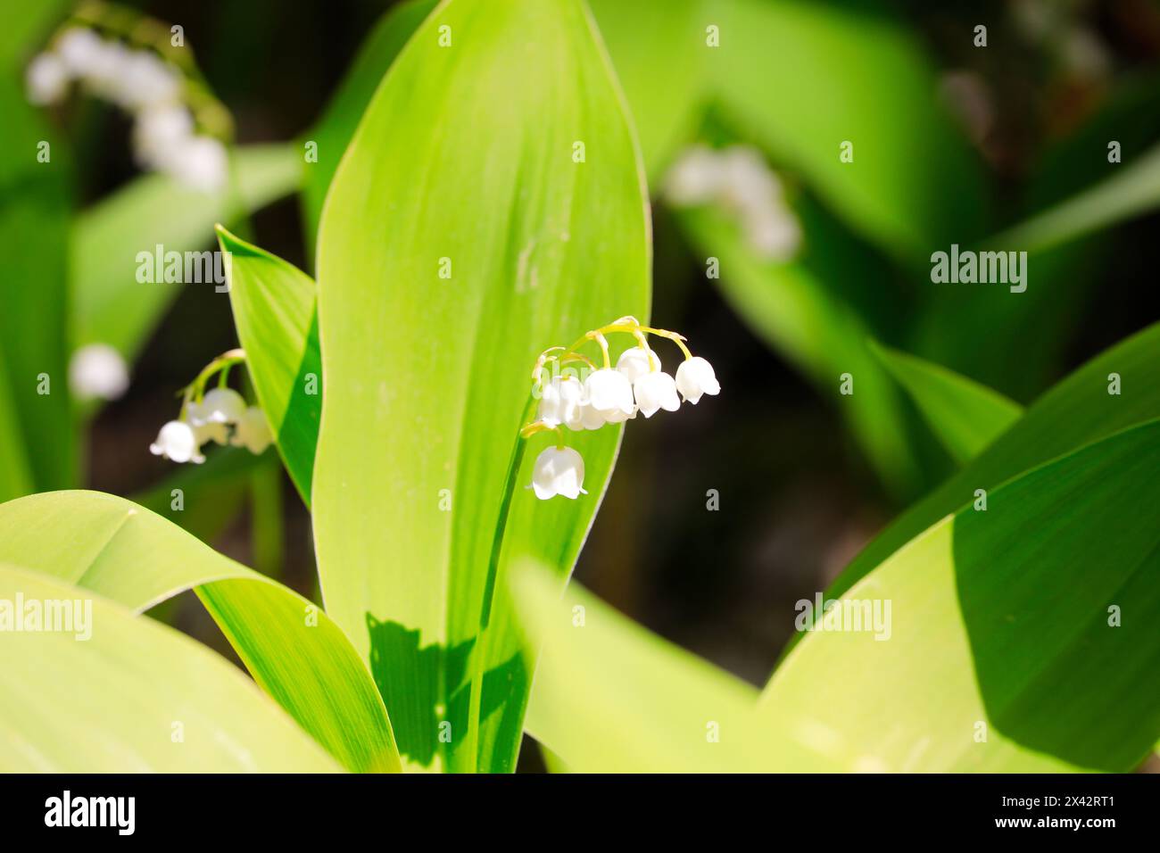 Fioritura del Giglio della valle, Convallaria majalis, che cresce nella foresta alla luce del sole delle prime ore dell'estate. Finlandia. Foto Stock