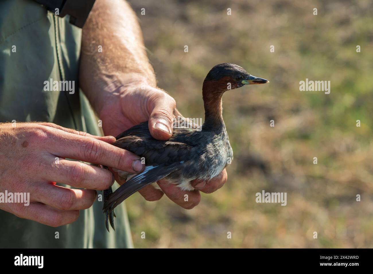 Un piccolo grebe carino (Tachybaptus ruficollis) viene inanellato per la ricerca sugli uccelli acquatici Foto Stock
