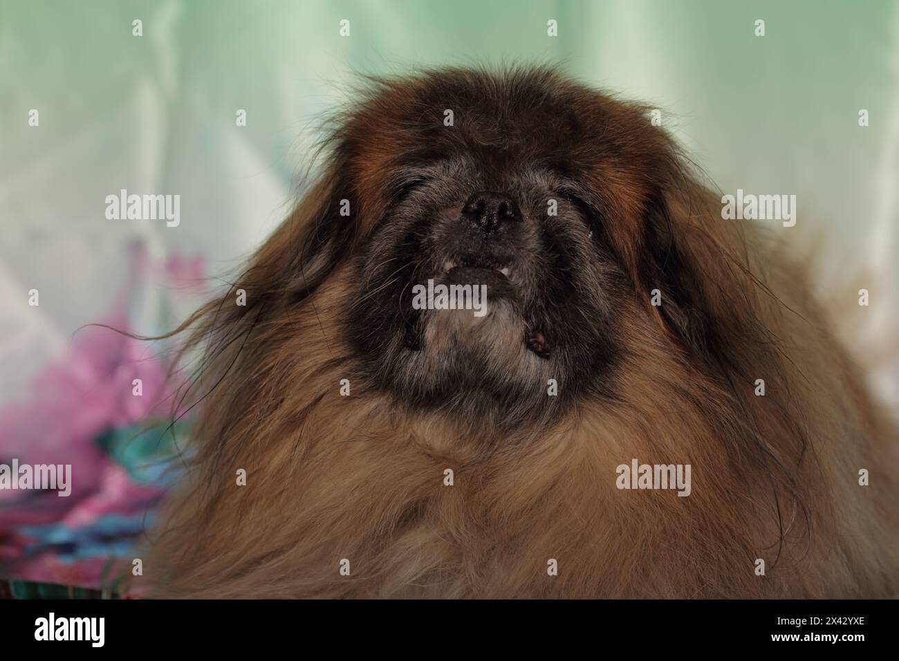 Pekingese giace su sfondo verde. Primo piano. Foto Stock