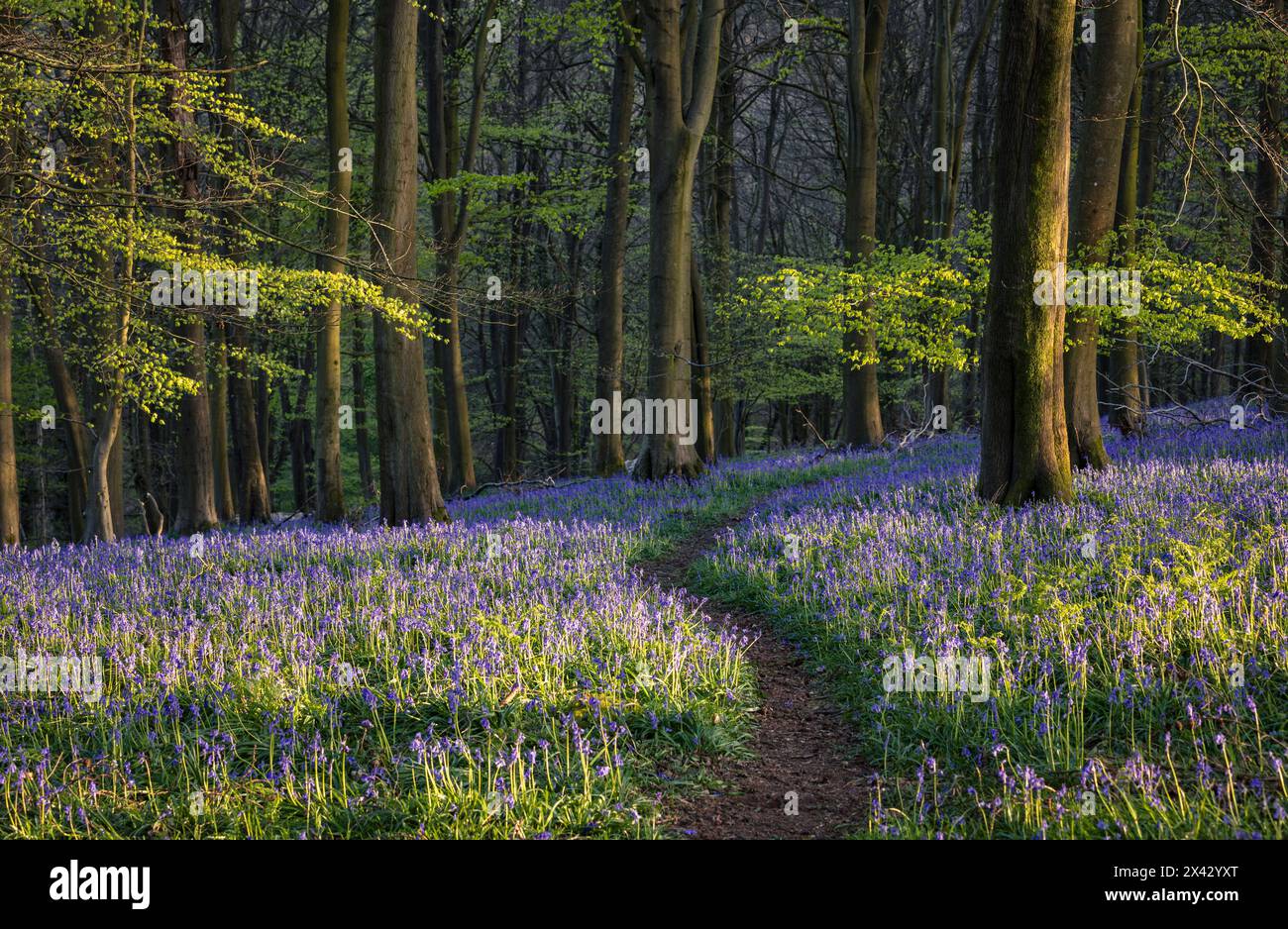 I campanelli rivestono il pavimento della foresta durante la primavera all'interno di Kings Wood, sulle Kent Downs, Inghilterra sud-orientale, Regno Unito Foto Stock
