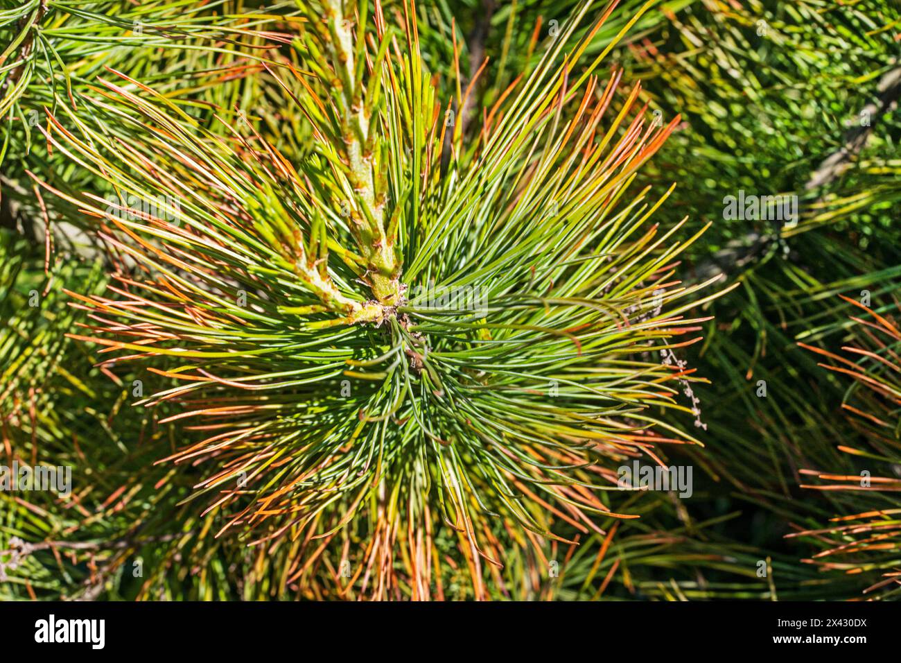 primo piano di aghi di pino rosso di cedro. Trattamento e malattie degli alberi di conifere Foto Stock