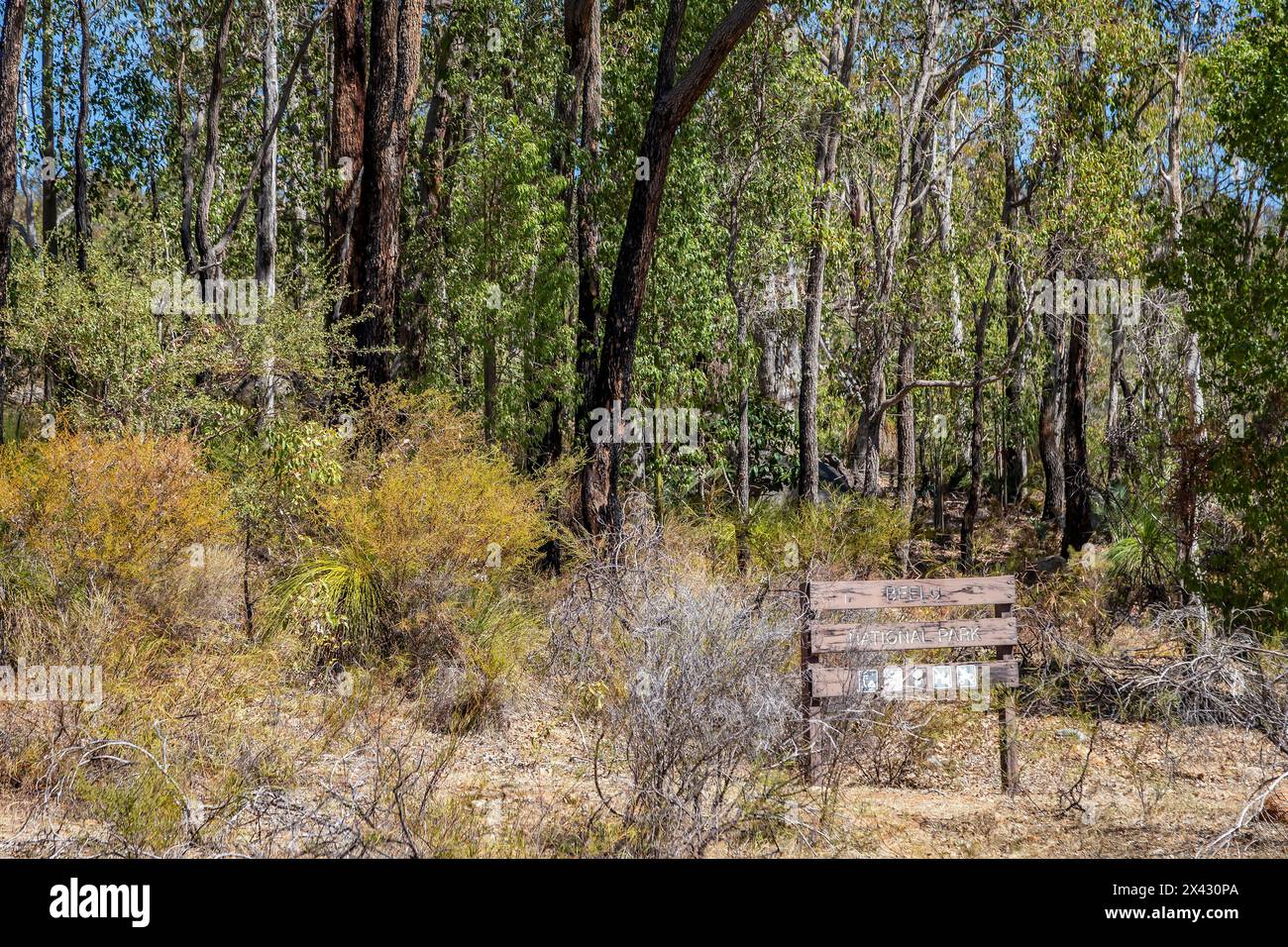 Beelu National Park sulla collina di Perth, Australia Occidentale. Foto Stock