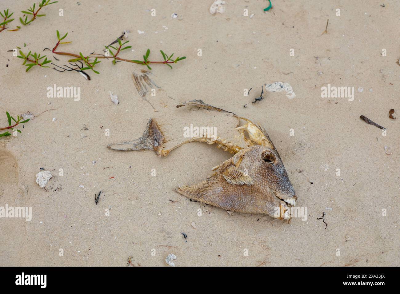 Pesce morto con denti umani su Caya Coco Cuba Foto Stock