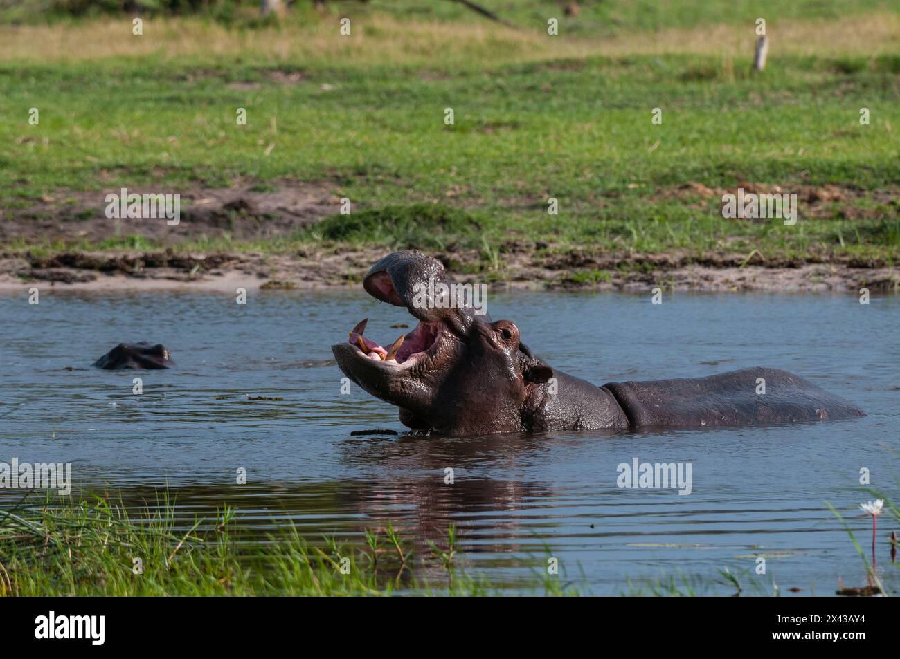 Un ippopotamo, Hippopotamo anfibio, nell'acqua, che mostra un comportamento territoriale. Zona di concessione di Khwai, Okavango, Botswana. Foto Stock