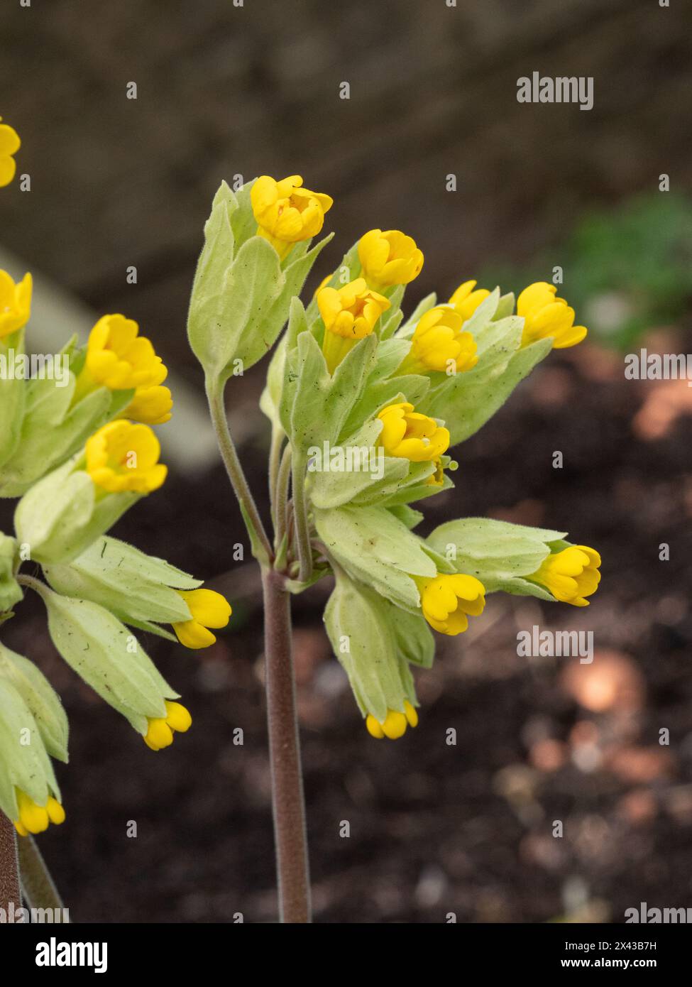 Un'unica testa di fiore del prato Primula veris, il comune cowslip Foto Stock Un'unica testa di fiore del prato Primula veris, il comune cowslip Foto Stock