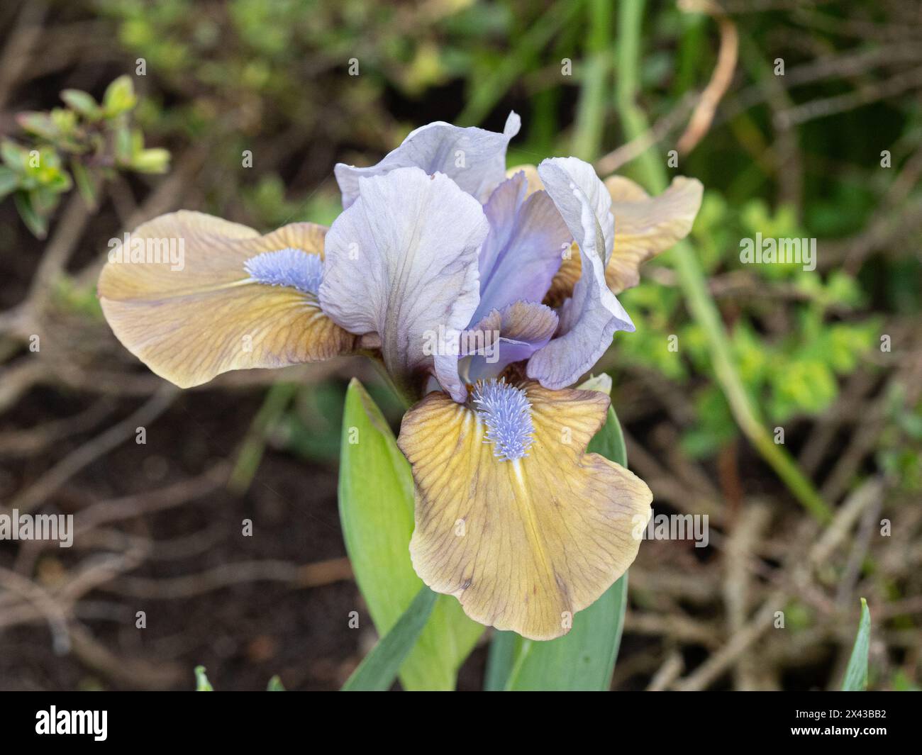 Primo piano di un singolo fiore dell'Iris "Hocus Pocus" in miniatura blu e oro arrugginito Foto Stock