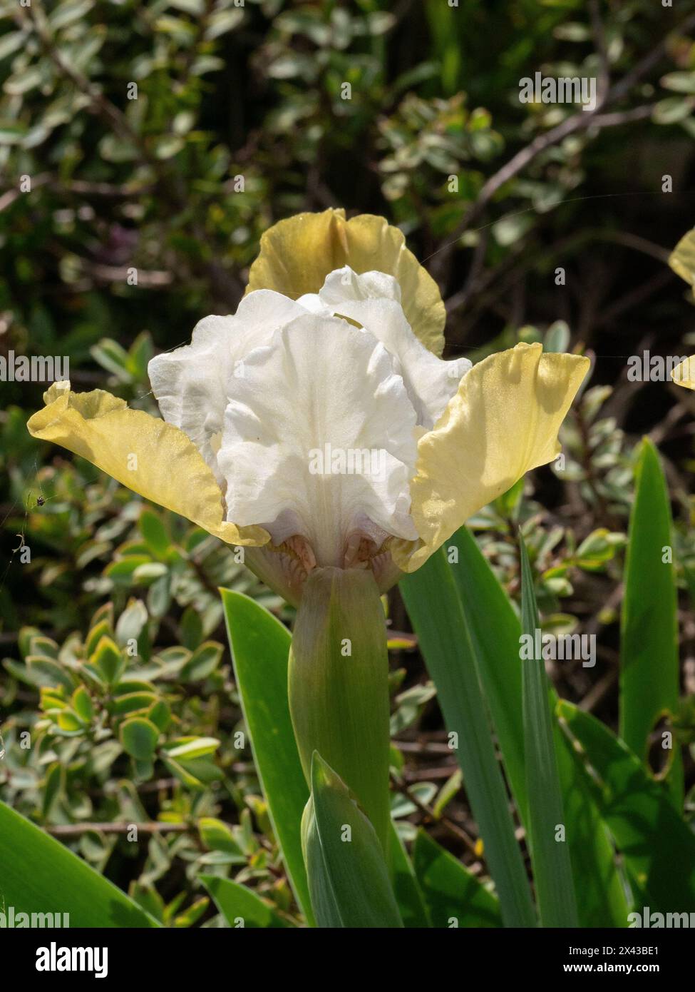 I fiori bianchi e gialli scuri della nana Iris "Mrs Nate Taylor" Foto Stock