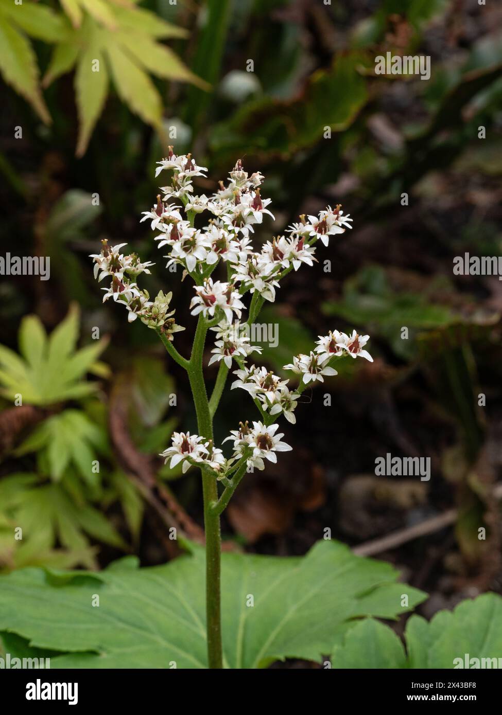 Una singola punta di fiori stellati bianchi sulla perenne Mukdenia rossii Foto Stock