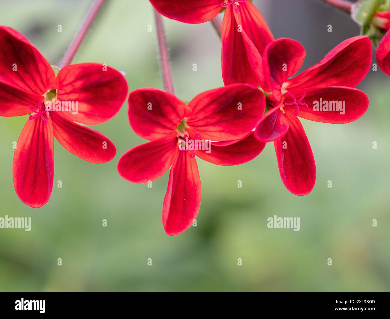 Un primo piano dei fiori rossi di Pelargonium x Ardens Foto Stock