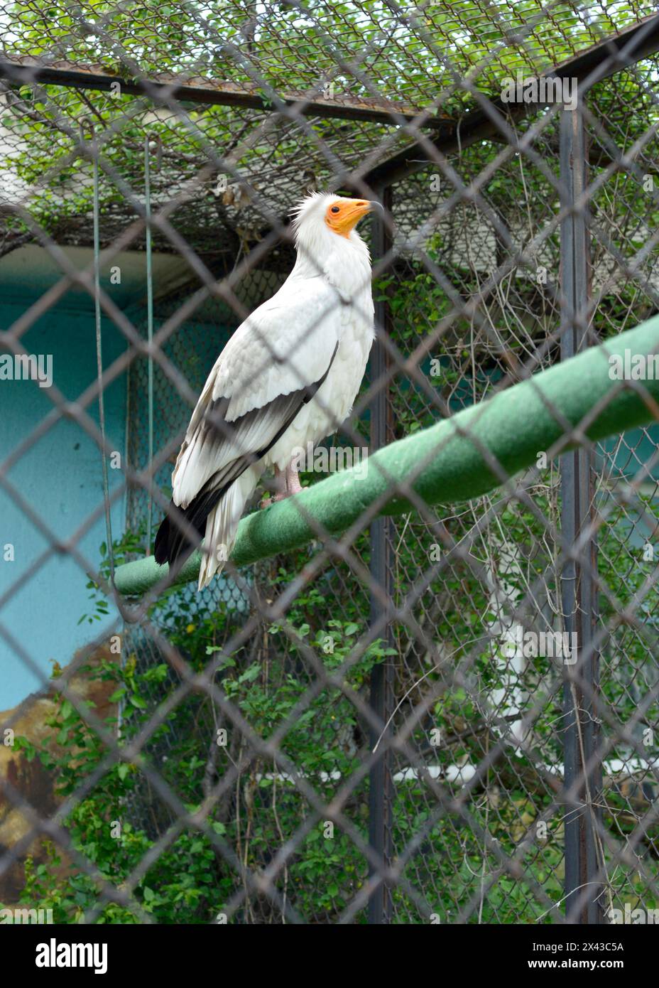 Avvoltoio egiziano Neophron percnopterus specie in via di estinzione avvoltoio bianco o pollo di faraone nella sua gabbia nello zoo di Sofia, Sofia Bulgaria, UE Foto Stock