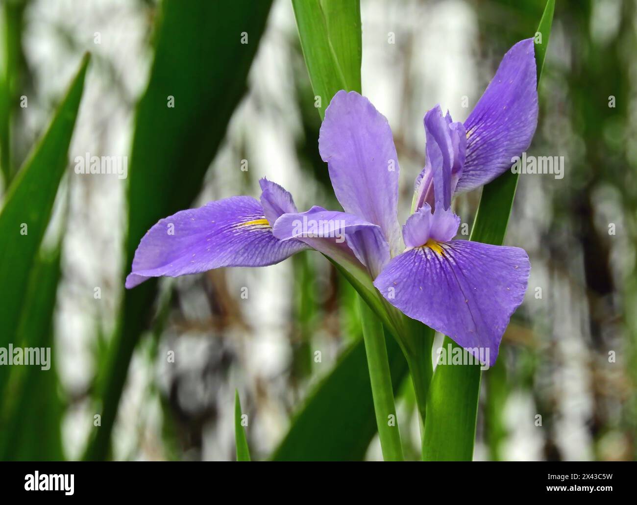 Splendido Iris selvatico viola nella palude presso l'osservatorio ornitologico della costa del golfo in primavera nel lago jackson, texas Foto Stock