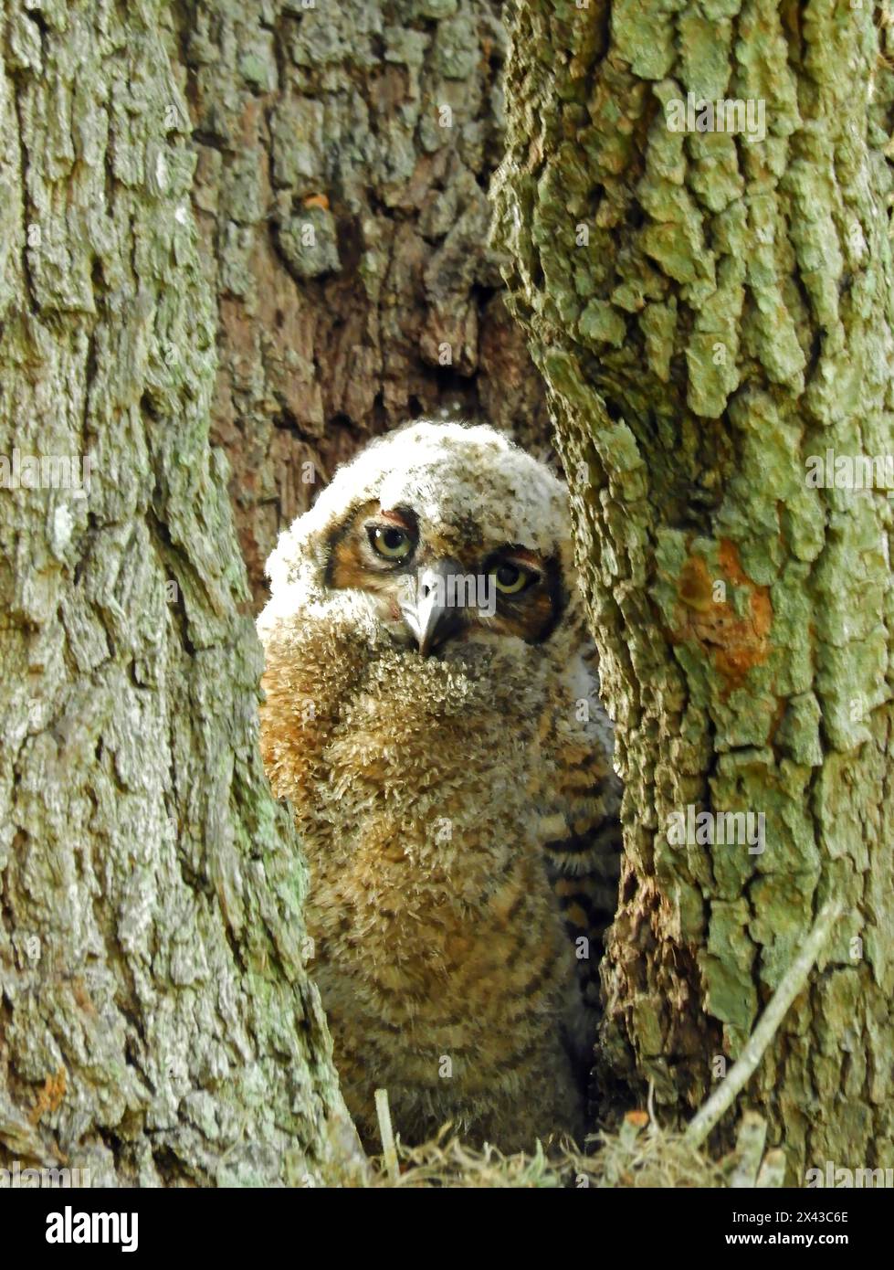 aa grazioso grande gufo dalle corna che aspetta che sua madre torni al nido in una cavità di alberi nel brazos bend state park, vicino al lago jackson, texas Foto Stock