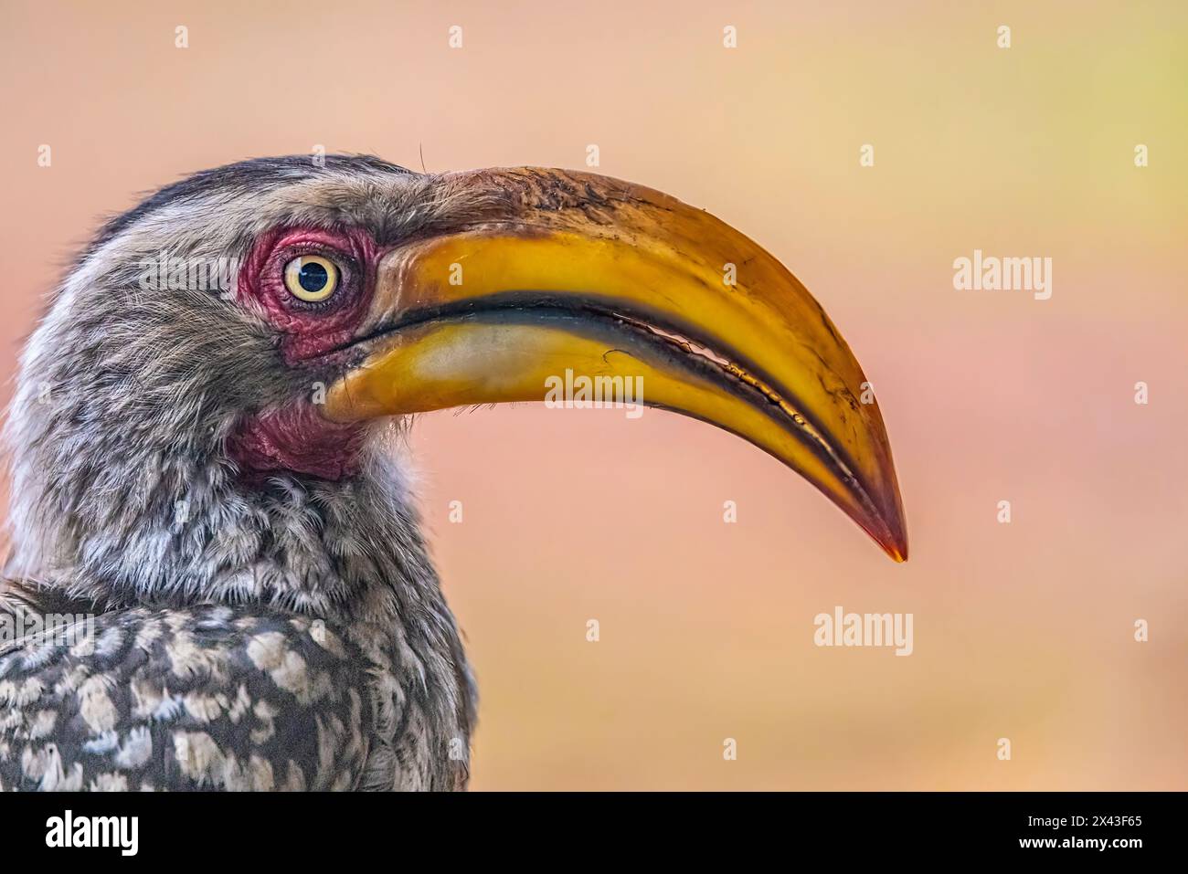 Sudafrica. Primo piano della testa di uccello di carpino dal becco giallo. Foto Stock