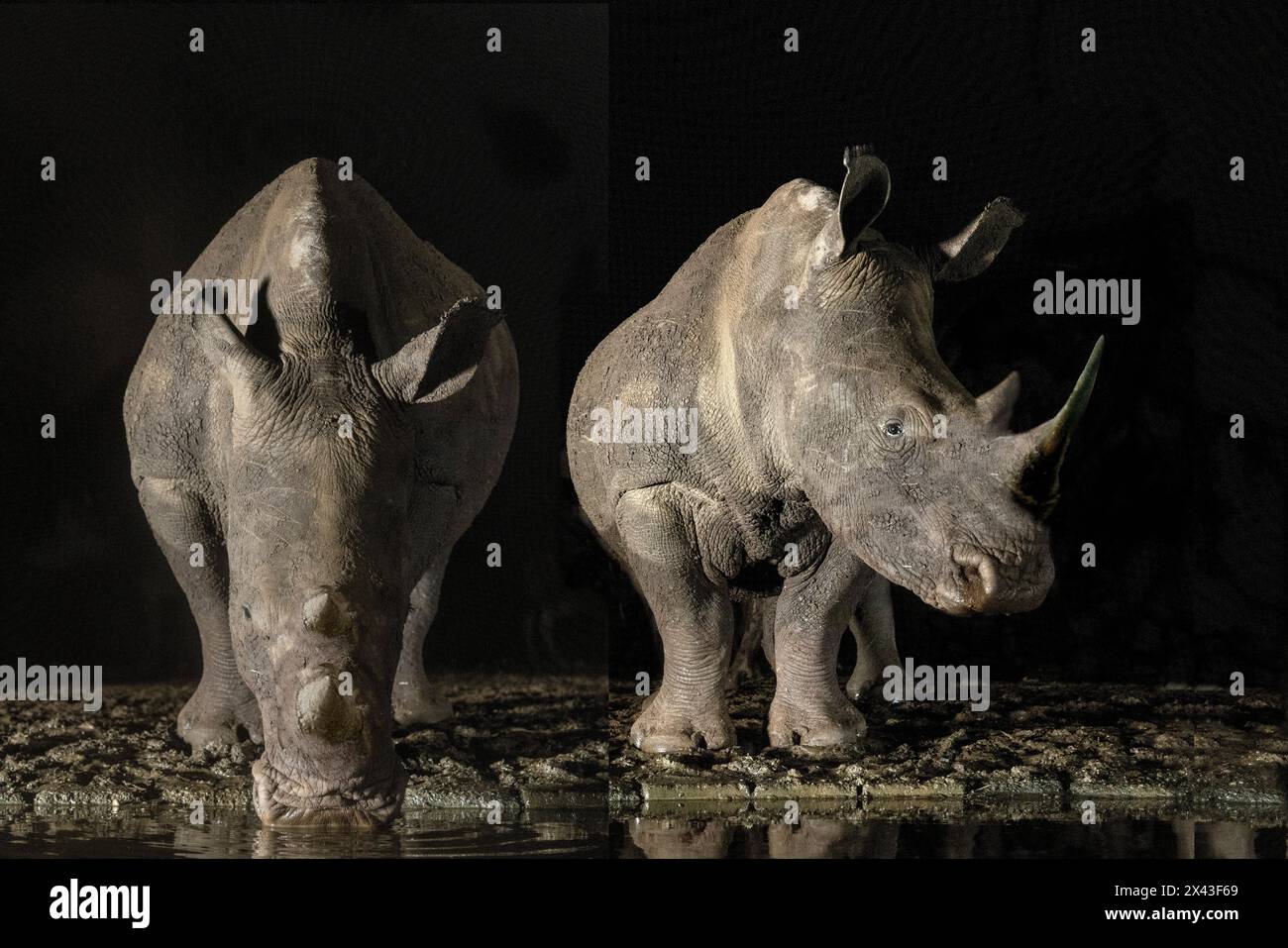 Sudafrica. Rinoceronti bianchi che bevono in un pozzo d'acqua di notte. Foto Stock