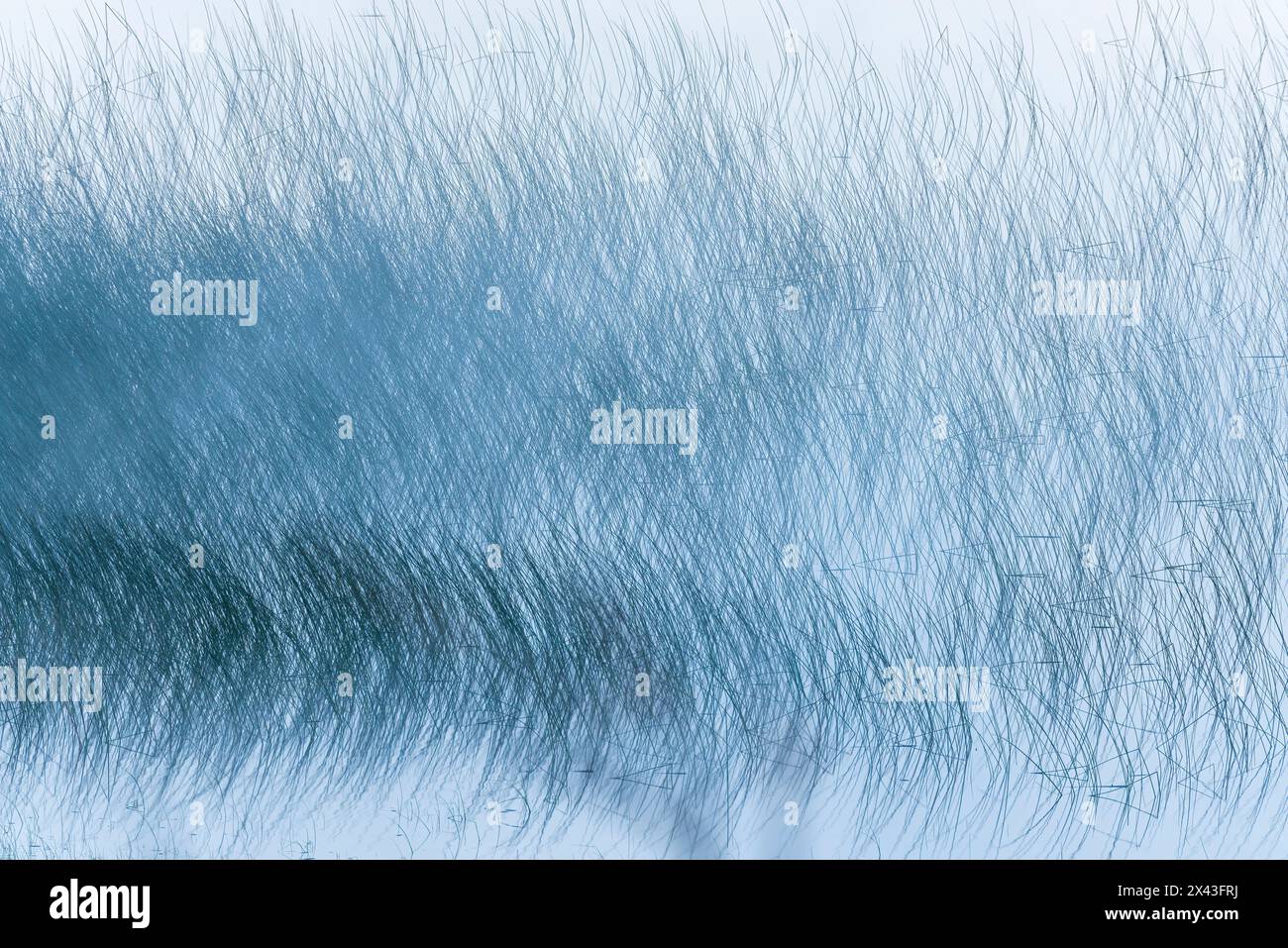 Canada, Alberta, Waterton Lakes National Park. Motivo a canne sul lago Maskinonge nella nebbia. Foto Stock