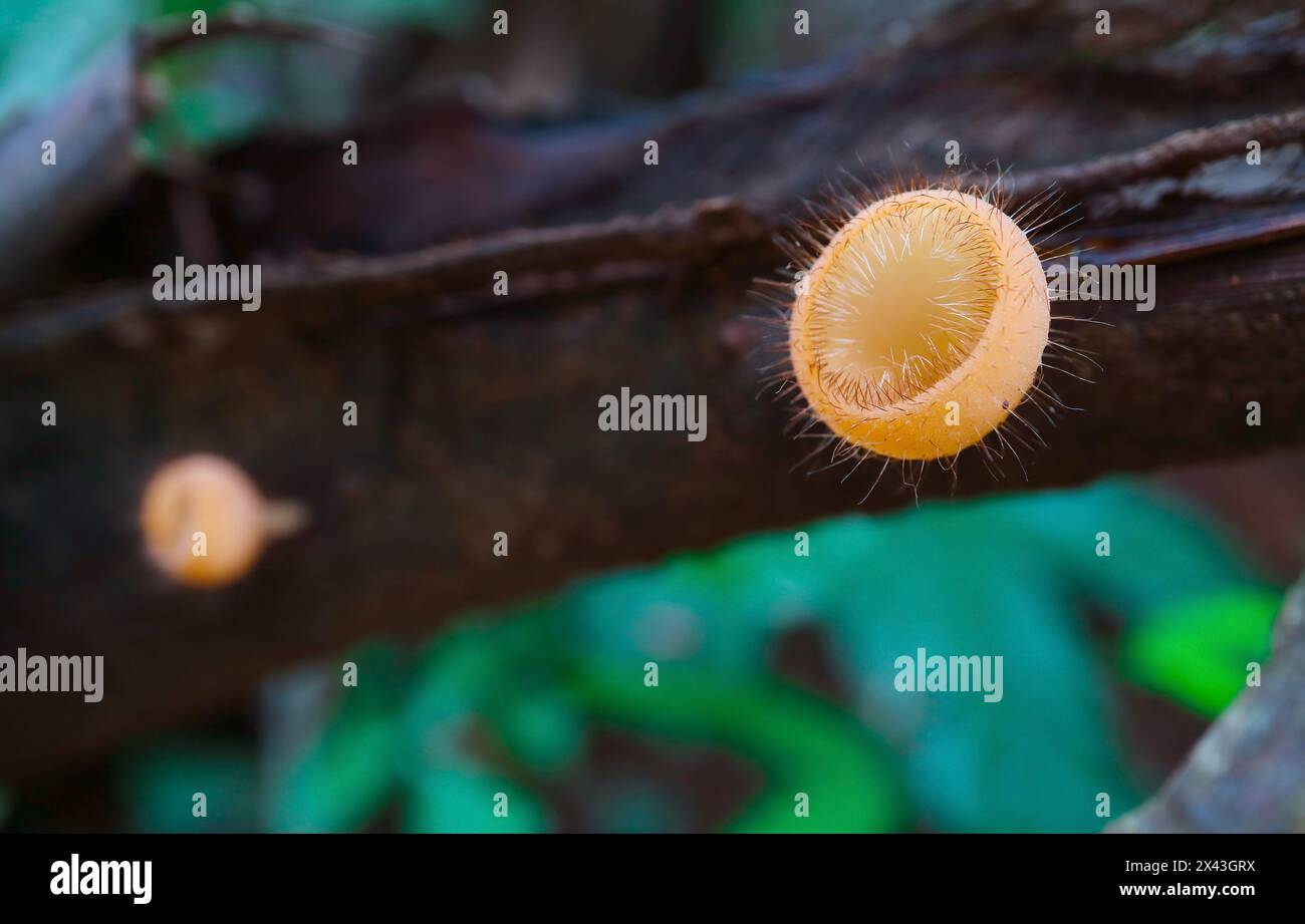 Incredibile fungo Bristly Tropical Cup Growing on a Dead Timber Foto Stock