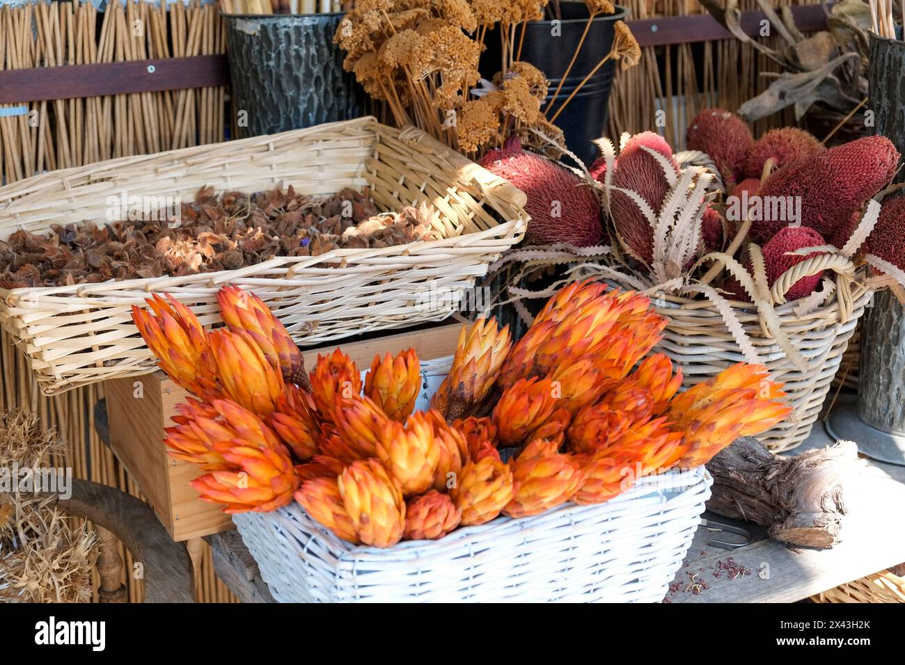 Monaco, Germania. Mercato agricolo. Autunno fiori secchi Foto Stock
