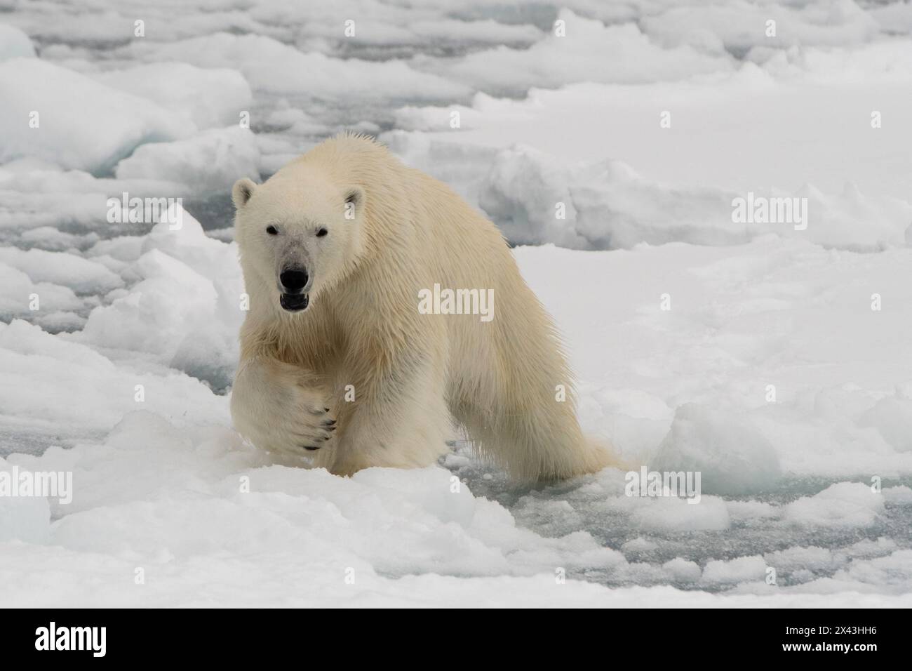 Un orso polare, Ursus maritimus. Calotta glaciale polare settentrionale, Oceano Artico Foto Stock