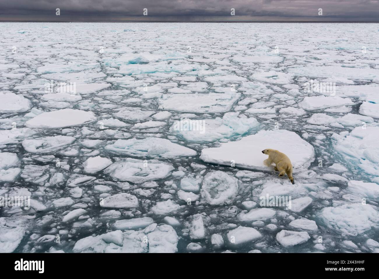 Un orso polare, Ursus maritimus, che cammina sul ghiaccio marino che si scioglie. Calotta glaciale polare settentrionale, Oceano Artico Foto Stock