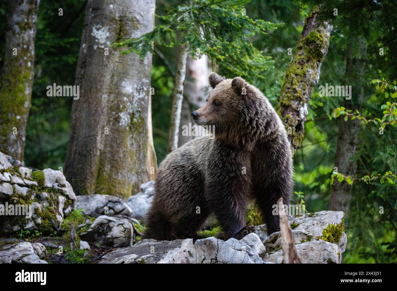 Ritratto di un orso bruno europeo, Ursus arctos, nella foresta slovena. Novanjska, Slovenia Foto Stock