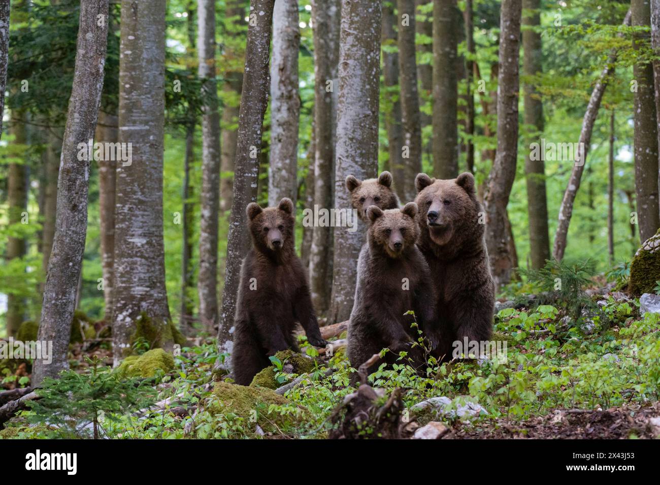 Un orso bruno europeo femminile, Ursus arctos, e i suoi tre cubetti. Novanjska, Slovenia Foto Stock