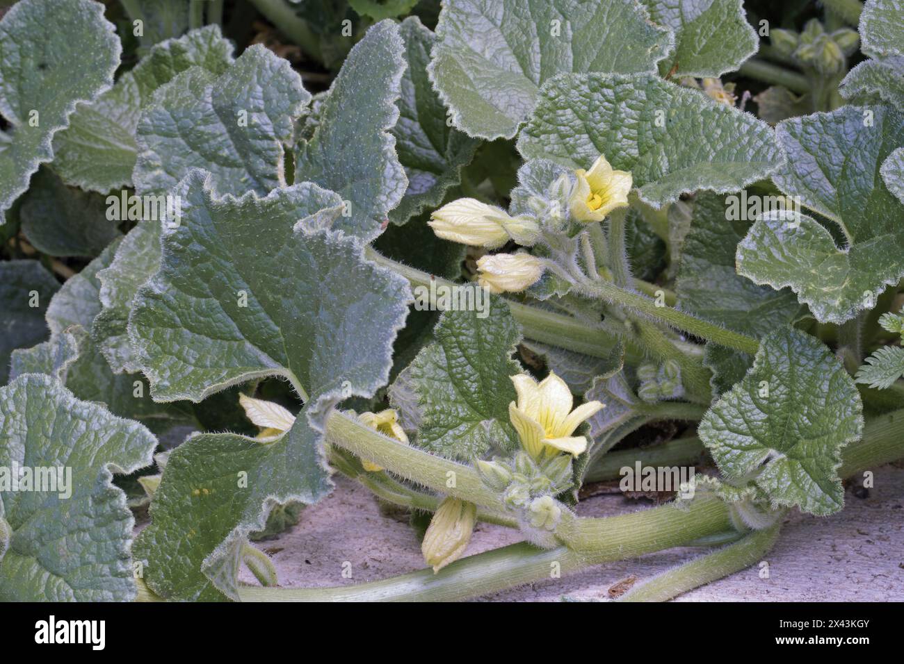 Pianta di cetriolo in fiore, foglie e fiori, Ecballium elaterium; Cucurbitaceae Foto Stock