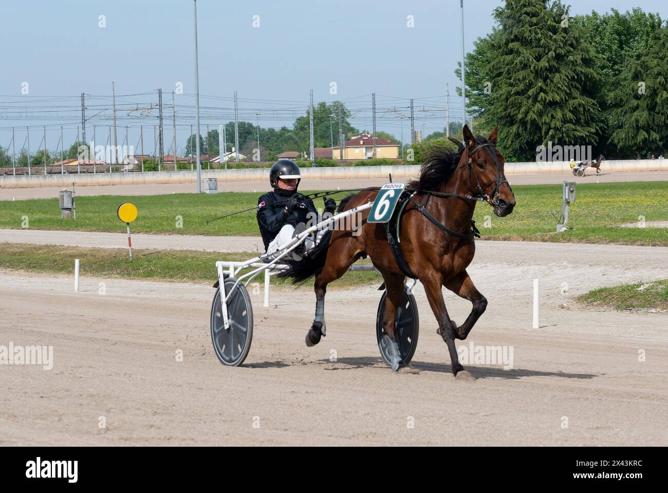 Trotting cavalli e cavalieri all'ippodromo di Padova competizioni per trotting cavalli. Cavallo numero 6 che corre in pista con il pilota. Foto Stock
