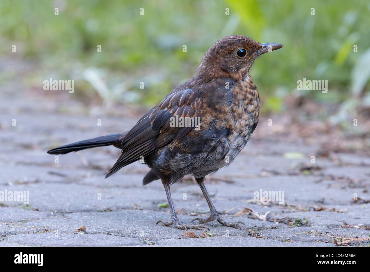 Uccello nero comune giovanile nel vicolo del parco (Turdus merula) Foto Stock