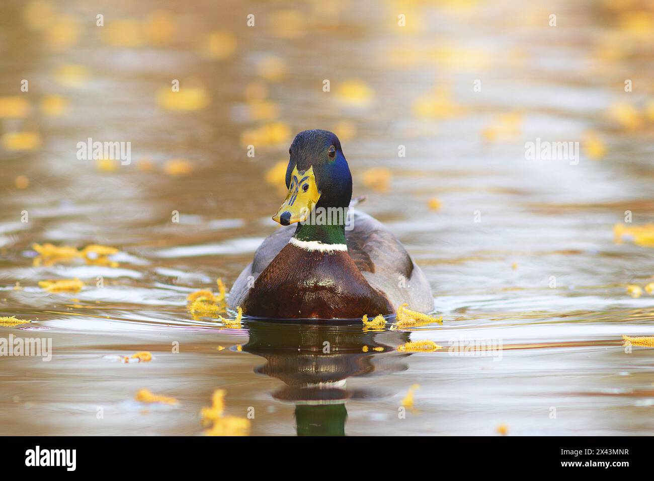 Anatra di mallard che nuota sotto una bella luce (Anas platyrhynchos) Foto Stock