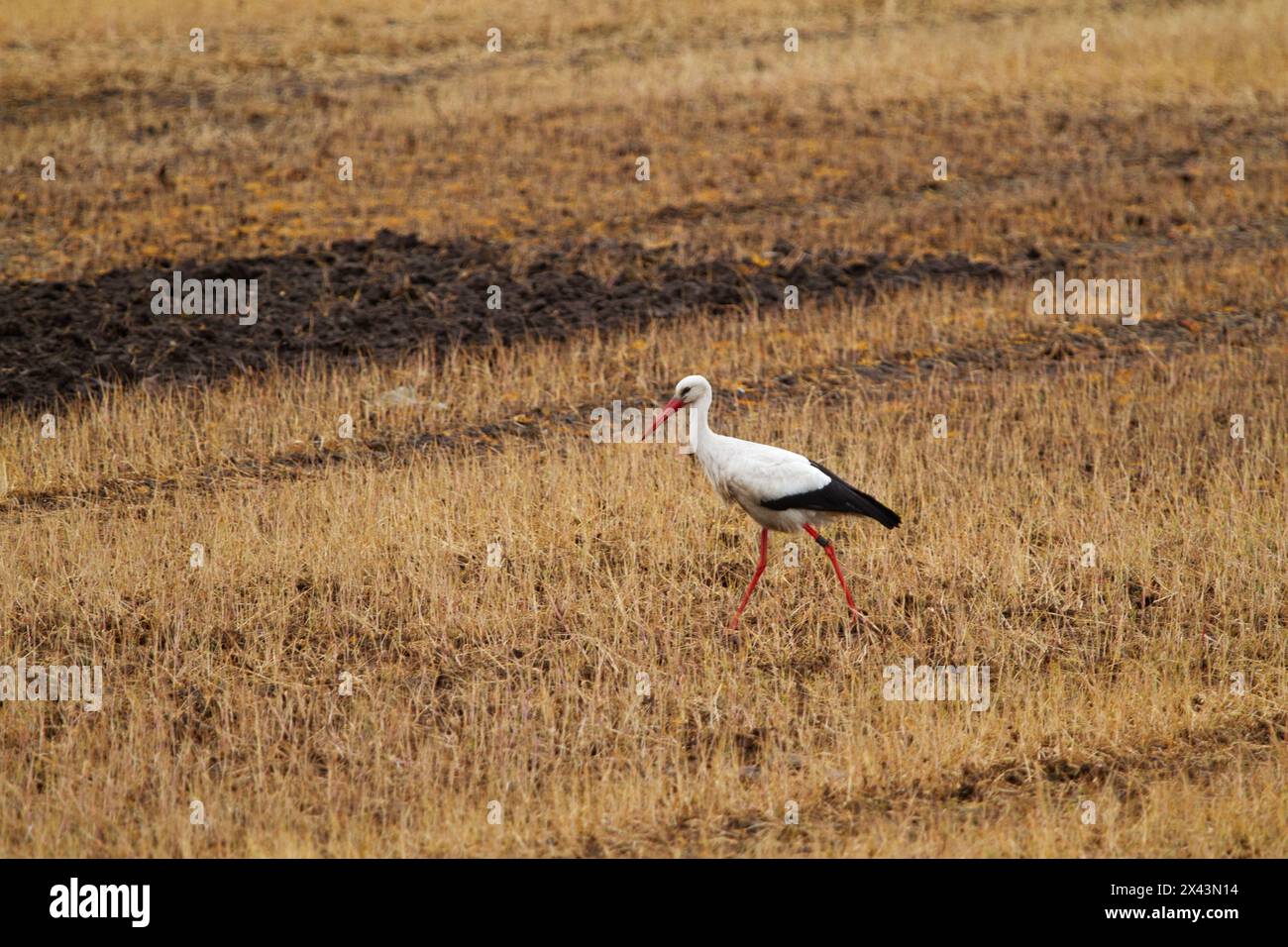 Foraggio di cicogna bianca in campi di grano irrorati con glifosato Foto Stock