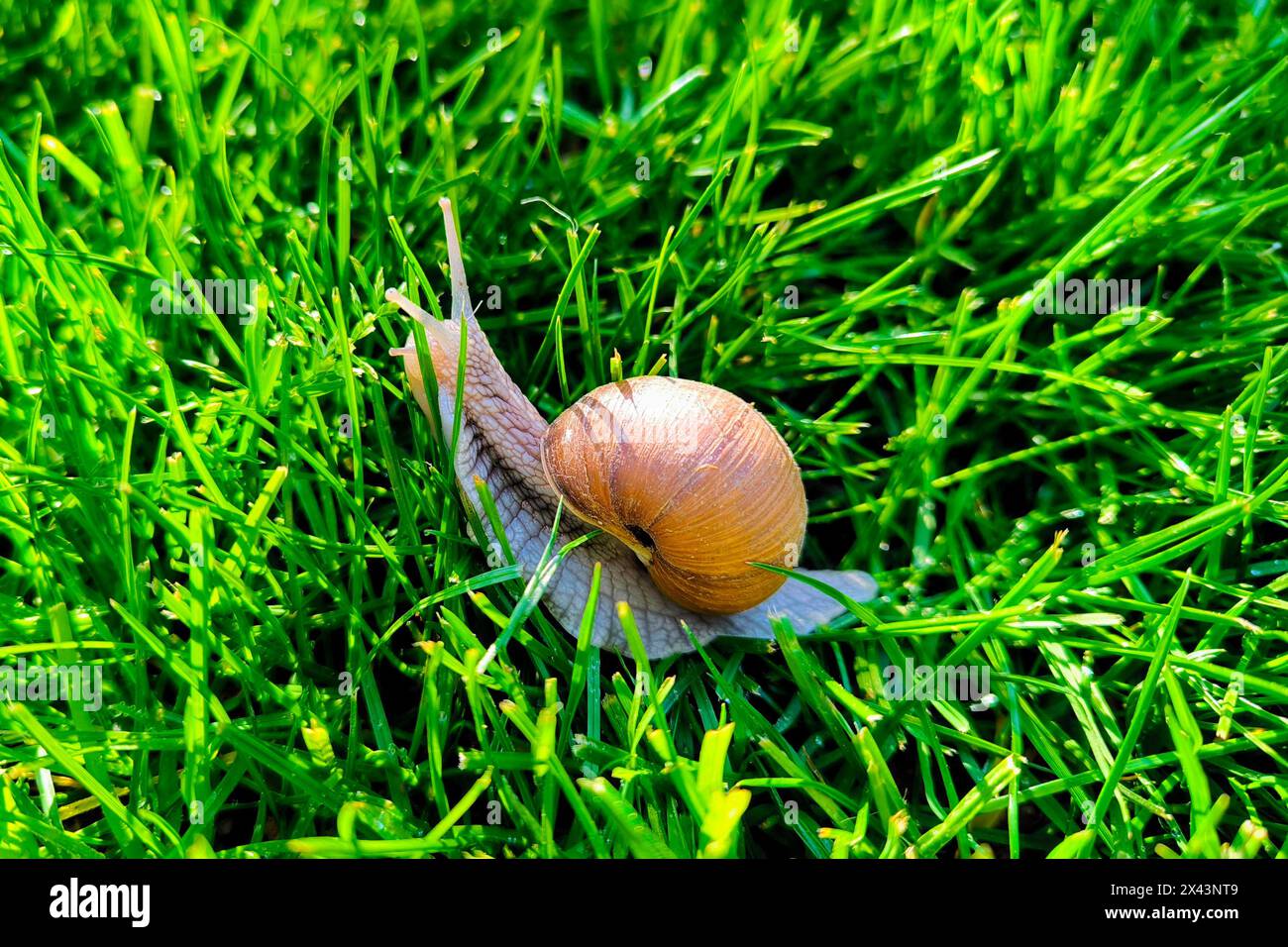 Una piccola lumaca da giardino scorre lentamente attraverso la vibrante erba verde coperta di rugiada mattutina. La fotocamera mette a fuoco il guscio a spirale e la delicatezza Foto Stock