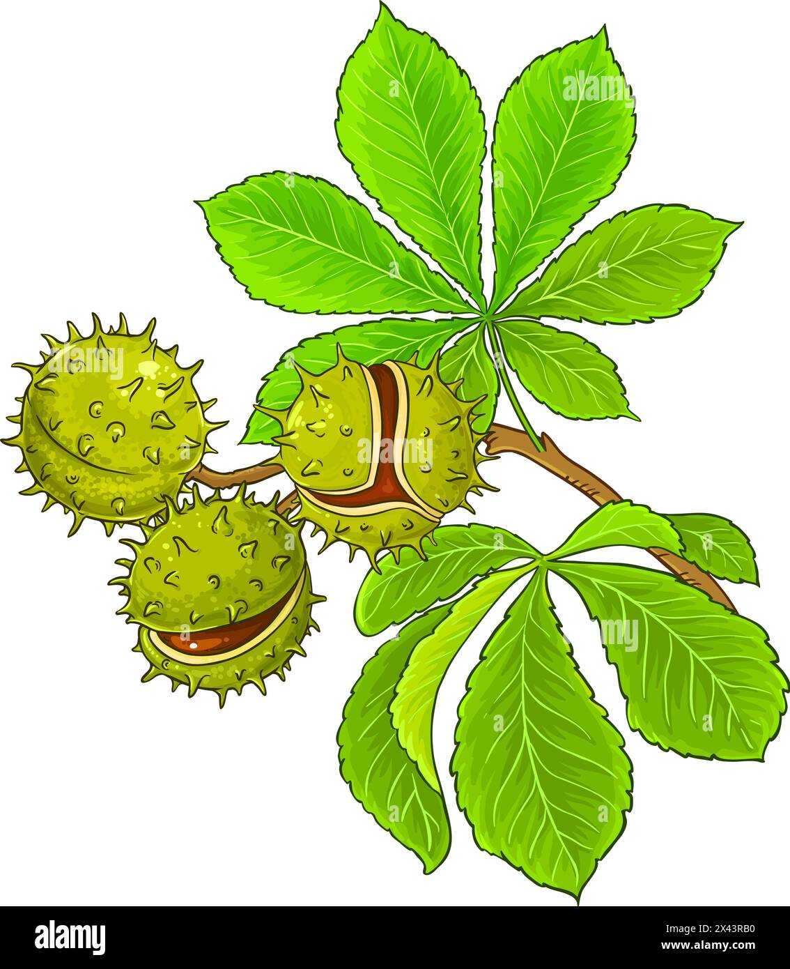 Illustrazione dettagliata colorata del ramo del castagno Illustrazione Vettoriale