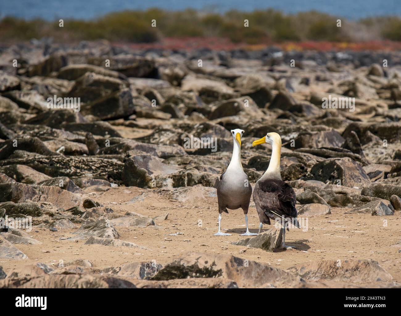 Le Galapagos hanno fatto oscillare la coppia di Albatross (Phoebastria irorata) durante la danza di accoppiamento, l'isola Espanola, il parco nazionale delle Galapagos, Ecuador. Foto Stock