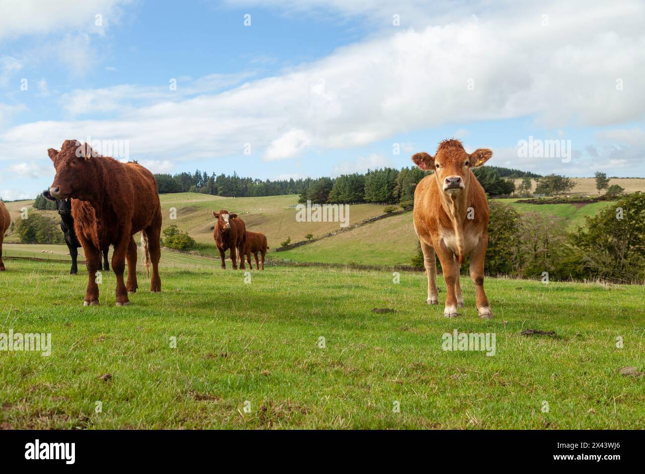 Bestiame Limousin in un campo ai confini scozzesi Foto Stock