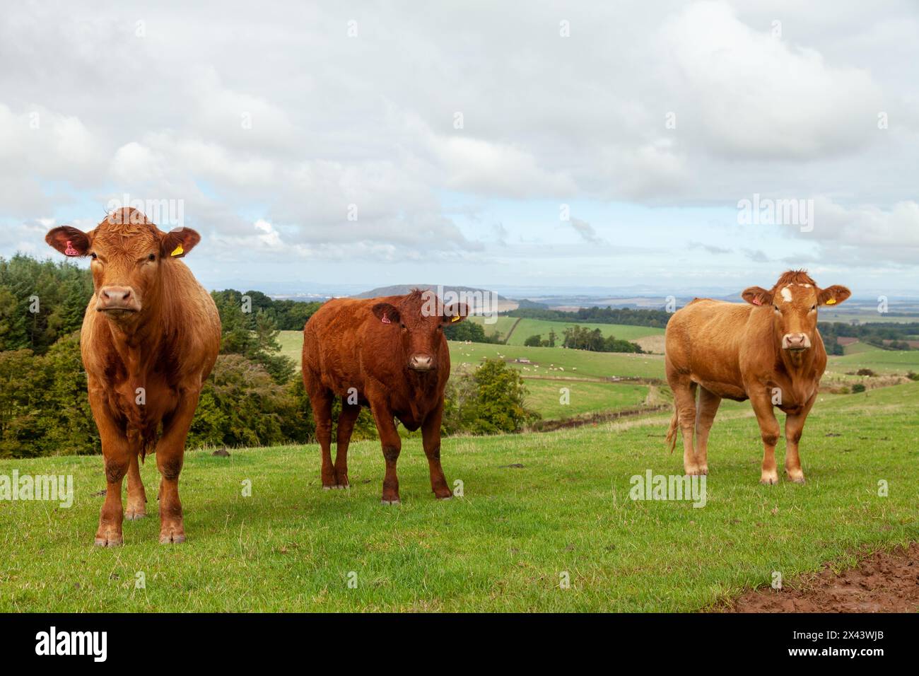 Bestiame Limousin in un campo ai confini scozzesi Foto Stock