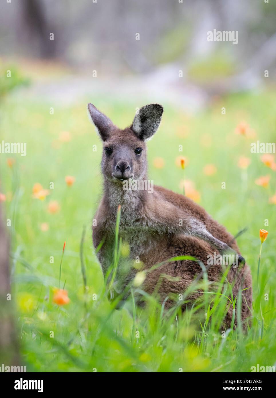 Un simpatico canguro selvatico pascolerà sul prato verde con fiori, selvaggina australiana Foto Stock