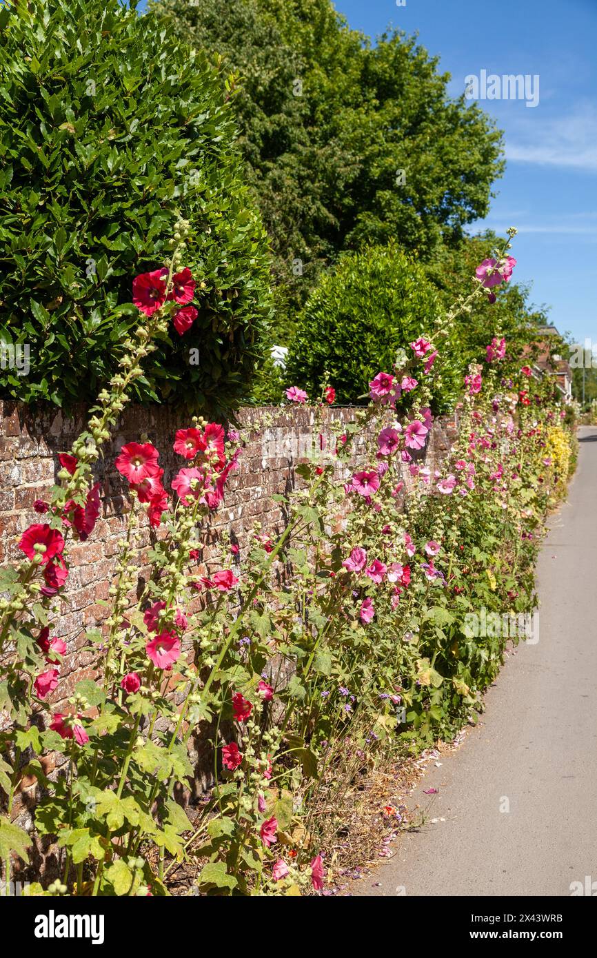 Pink & Red Hollyhocks cresce a Salisbury, Inghilterra Foto Stock