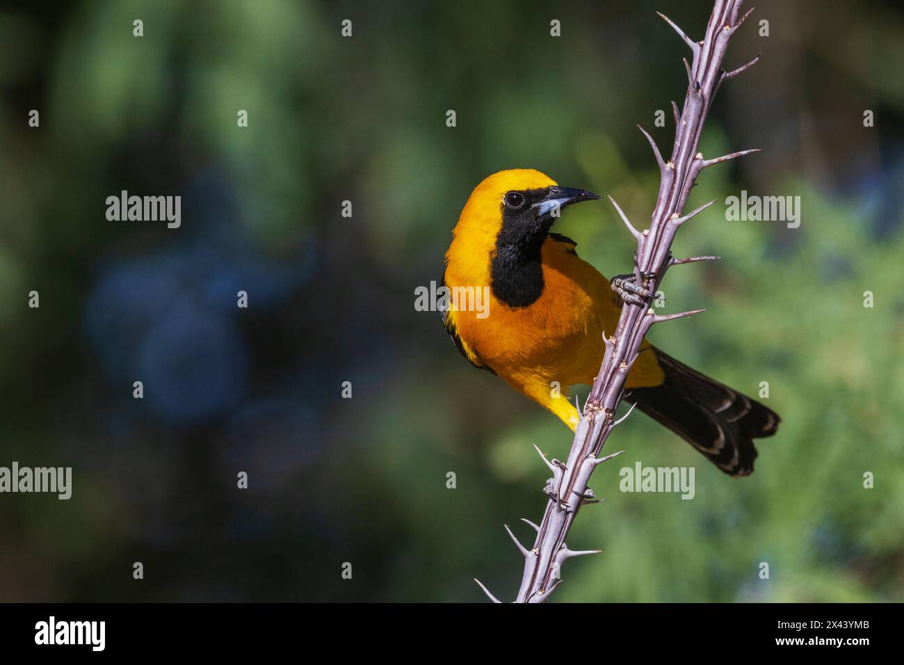 oriole con cappuccio arroccata su gambo di cactus, USA, Arizona Foto Stock
